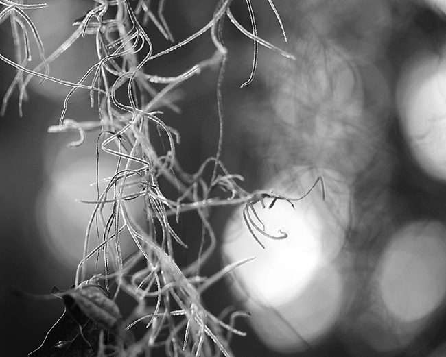 IMG_8313w IMG_8313w