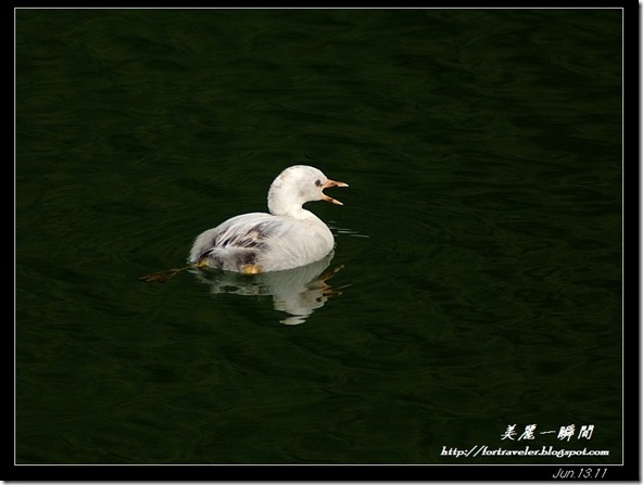 小鷿鷈白子(2011-06-12鯉魚潭)9292