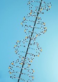 DNA model DNA model