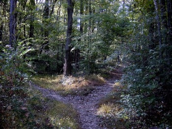 [woods_path%255B2%255D.jpg]