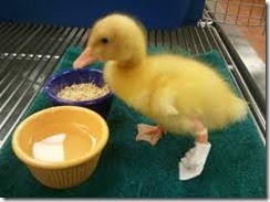 Buttercup-prosthetic-duckfoot1-537x402 Buttercup-prosthetic-duckfoot1-537x402