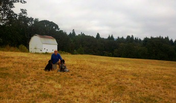 woodland meadow with dogs