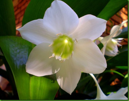 Eucharis grandiflora1