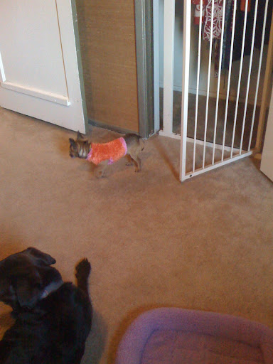 Not many pooches are small enough for a sock sweater. Minnow especially likes the ones I make from chenille socks.