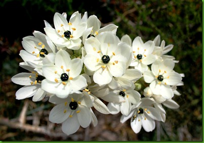 Ornithogalum_arabicum Ornithogalum_arabicum