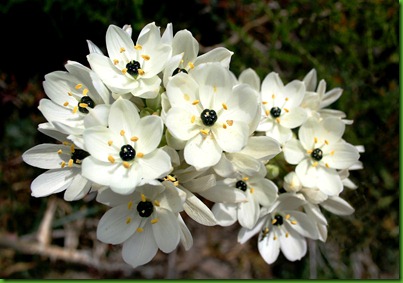 Ornithogalum_arabicum