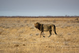 Lion - Etosha, Namibia