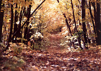trail%20in%20woods.jpg