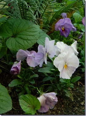 DSCN1001 DSCN1001
