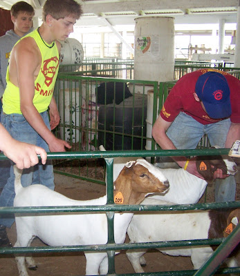 County Council member Jayse Horning helps coral some 4-H goats as 4-H alum Zach  Nebel, currently a student at Iowa State University, helps identify goats and send them across the scale.  Horning is the son of Jarrod and Carol Horning of Wellman.  Photo courtesy:  The Washington County Extension