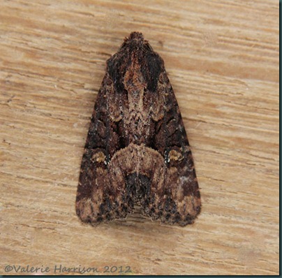 common lesser common rustic 1 common lesser common rustic 1