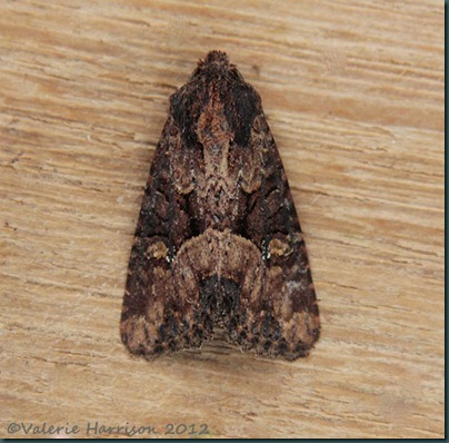 common lesser common rustic 1