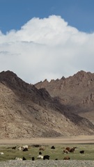 IMG_0988 IMG_0988