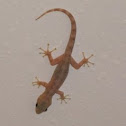 Common House Gecko