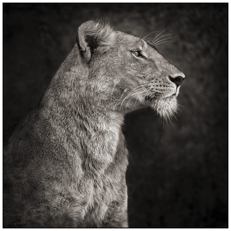 [6-Lioness-Against-Rock2.jpg]