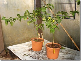 IMG_9549 IMG_9549