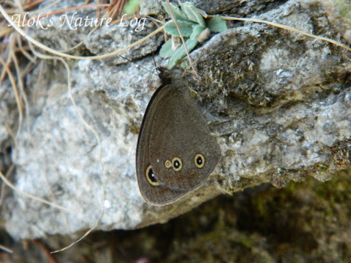 Nymphalidae%25252c%252520callerebia%252520nirmala%25252c%252520common%252520argus