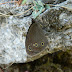 Nymphalidae%25252c%252520callerebia%252520nirmala%25252c%252520common%252520argus
