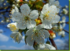 flor del cerezo
