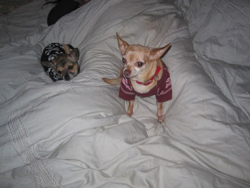 Minnow and Boots had so much fun together. The first night we were there they stayed up late planning what to do.