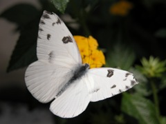 DSCN0234 DSCN0234