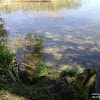 dsc02973.jpg