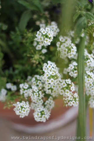 Planting Annuals (14)