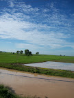 Cambodge - Rizières