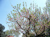 Mt Vernon in Spring