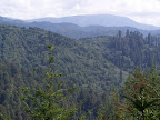 california_sequoia