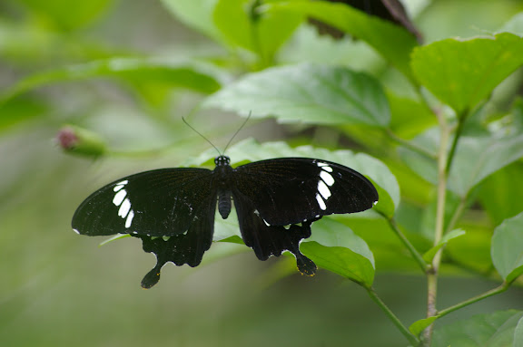 Papilio nephelus albolineatus FORBES, 1885. Poring (Sabah, Malaisie), 31 juillet 2011. Photo : J.-M. Gayman