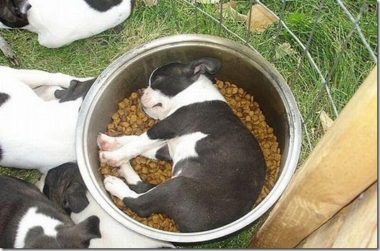 tired-cute-animals-5