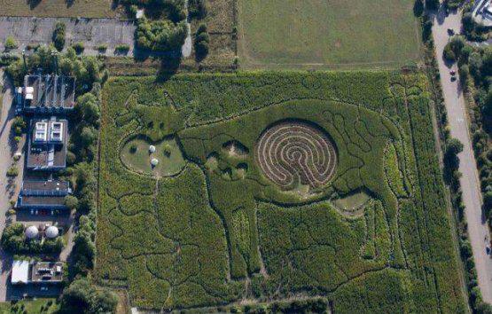 An aerial view shows a labyrinth in the form of a cow that is cut into a corn and hemp field in Marienfelde outside Berlin September 2, 2009. The labyrinth was created by the Federal Institute of Risk Assessment to raise awareness for healthy eating and dangers from harmful substances in food as well as to explain the digestion process in the stomach of a cow.     REUTERS/Thomas Peter  (GERMANY ENVIRONMENT SOCIETY IMAGES OF THE DAY)