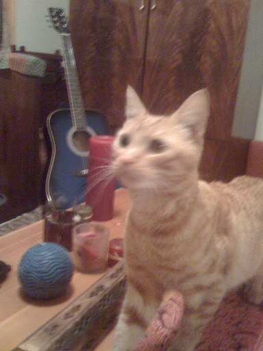 Female orange tabby cats are quite rare- they are typically male- Here is Sophia who I pulled from a shelter for friend who adopted her! Female orange tabby cats are quite rare- they are typically male- Here is Sophia who I pulled from a shelter for friend who adopted her!