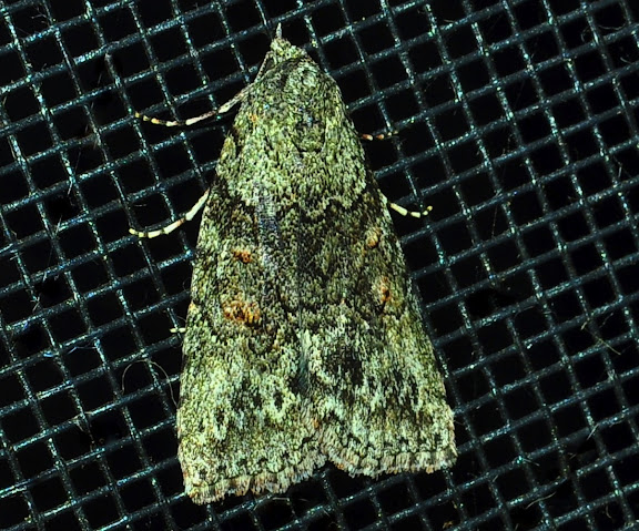 Hétérocères d'Australie - Nolidae : Nolinae : peut-être : Uraba lugens WALKER, 1863. Umina Beach (NSW, Australie), 2 juin 2011. Photo : Barbara Kedzierski