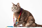 Frannie - 
