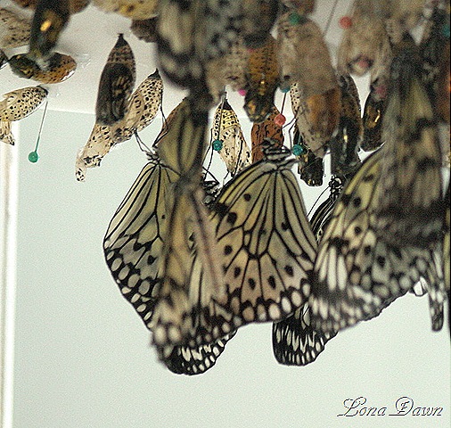 [FPC_Butterfly_Chrysalis_Paper_Kite%255B10%255D.jpg]