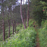 Pine plantation trail to Gn Sawal (Daniel Quinn, July 2010)