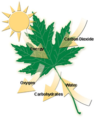 Photosynthesis Photosynthesis