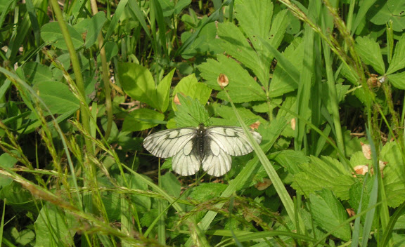 Parnassius stubbendorfii standfussi BRYK, 1912, mâle. Tigrovoy, 21 juin 2011. Photo : J. MIchel