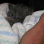 Renesme at 4 weeks old...