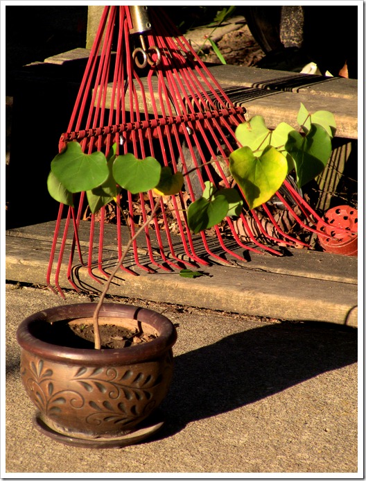 bonsai redbud