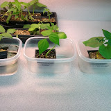 Plant Needs Experiments 2012