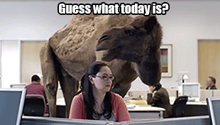 [hump-day-geico-camel-commercial%255B4%255D.gif]