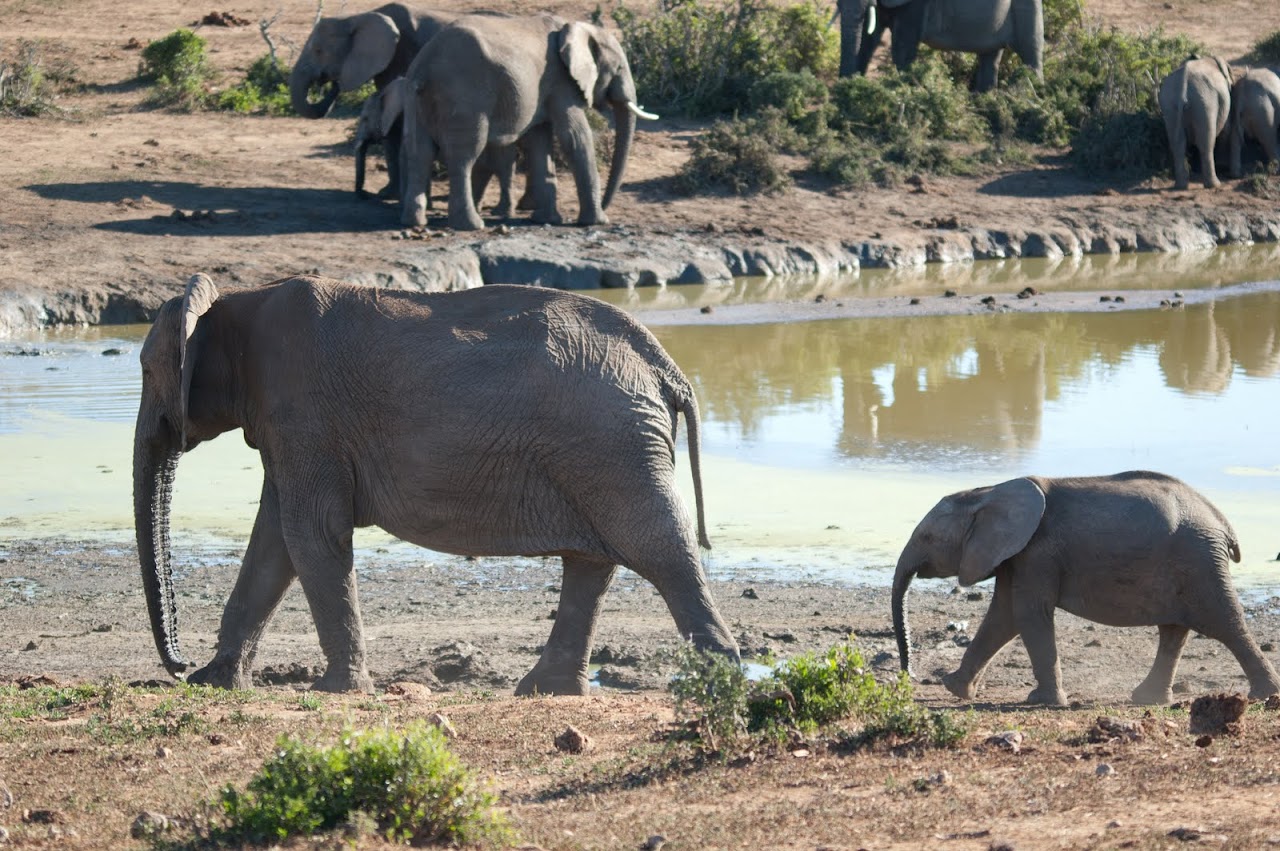 Elephant at Addoo