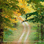 Autumnal_Forest_Trail_-_East_Texas.jpg