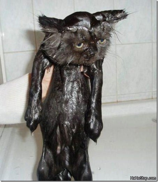soaking_wet_cat soaking_wet_cat