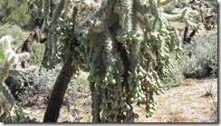 IMG_4904 IMG_4904