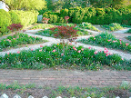Geometric beds with scarlet red Parrot tulips, and sky blue Ipheion uniflorum or Spring Starflower, once called Brodia, then Tritelia, and now Tristagma uniflorum. This is the modern world!