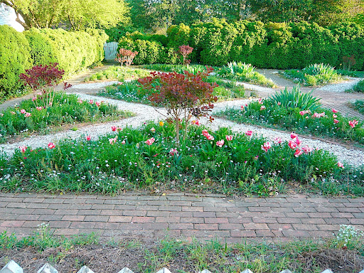 Geometric beds with scarlet red Parrot tulips, and sky blue Ipheion uniflorum or Spring Starflower, once called Brodia, then Tritelia, and now Tristagma uniflorum. This is the modern world!
